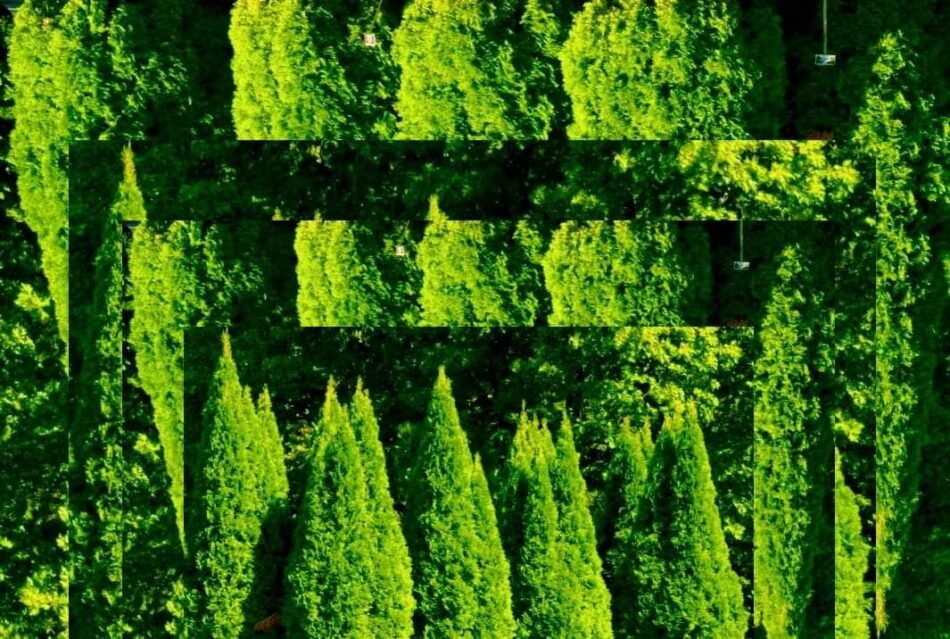 salkhli mtsvaneshiii